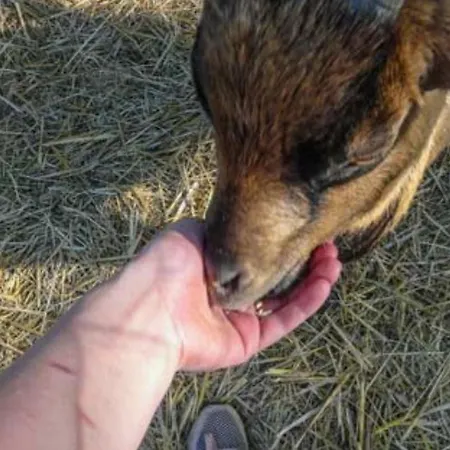 Mobil-home Prestige Avec Terrasse Pour 4 Personnes - Api-1-52-1050 Martiel