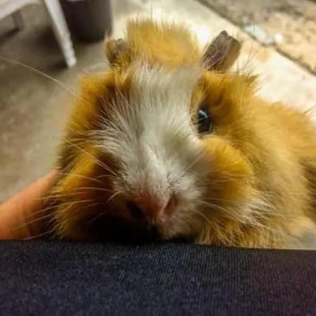 Mobil-home Prestige Avec Terrasse Pour 4 Personnes - Api-1-52-1050 * Martiel