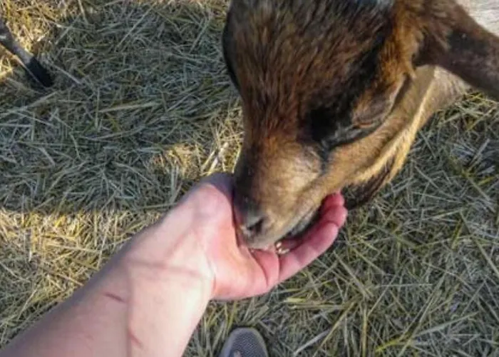 Mobil-home Prestige Avec Terrasse Pour 4 Personnes - Api-1-52-1050 Martiel