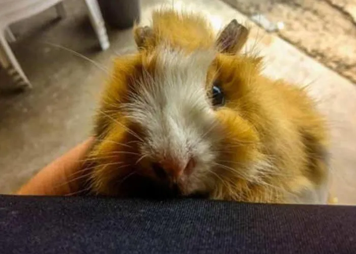 Mobil-home Prestige Avec Terrasse Pour 4 Personnes - Api-1-52-1050 * Martiel