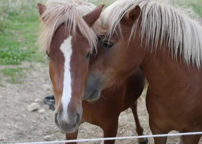 Mobil-home Prestige Avec Terrasse Pour 4 Personnes - Api-1-52-1050 * Martiel