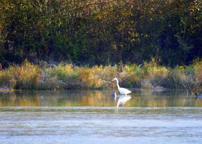 Camping Mobil-home Prestige Avec Terrasse Pour 4 Personnes - Api-1-52-1050 Martiel